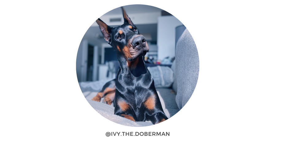 Doberman Pinscher dog model for dog collars and dog patches